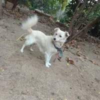 سگ پاکوتاه باهوش