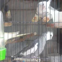 فروش عروس هلندی