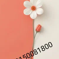 خط رند و آینه ای .دائمی