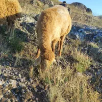 یک عدد قوچ یکو نیم ساله
