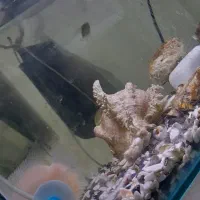 آکواریوم شیشه خم|ماهی|کرمانشاه, |دیوار