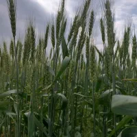 10هکتار-زمین-کشاورزی-R1-آر-یک-کانال-7