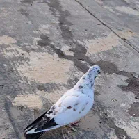 کبوتر|پرنده|سلماس, |دیوار