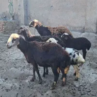 میش بره افشار