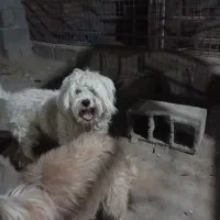 واگذاری سگ شیتزو پودل نر|سگ|کلاله, |دیوار