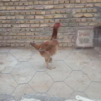 مرغ لاری اصل