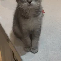 گربه بیریتیش