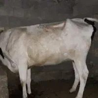 گاو آبست و گوساله نر و یک گوسفند