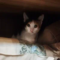 یک گربه نژاد داره پیدا شده