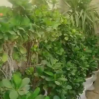 گل و گیاه|گل و گیاه طبیعی|کازرون, |دیوار