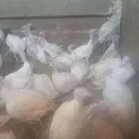 بوقلمون گوتی درجه یک