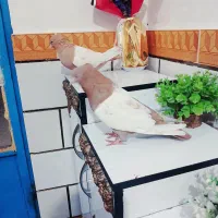 پرنده رنگی|پرنده|باوی, |دیوار