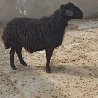 ۱ راس قوچ جوان برای نگهداری و دامازدخ|حیوانات مزرعه|میاندوآب, |دیوار