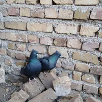 کبوتر|پرنده|بوئین زهرا, |دیوار