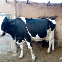 گاو شیرا