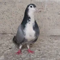 کبوتر نر سینه باز|پرنده|اصفهان, سرچشمه|دیوار