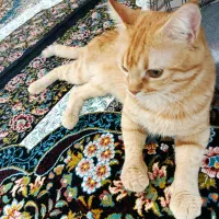 گربه