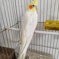 عروس هلندی نر