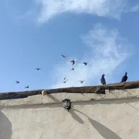 کفتر بوم|پرنده|رضویه, |دیوار