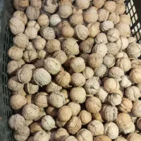 گردوی تازه شهمیرزاد