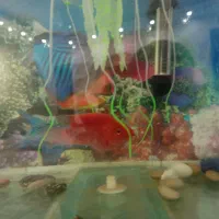 آکواریوم|ماهی|سنندج, |دیوار