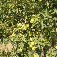 فروش-فوری-باغ-ثمری