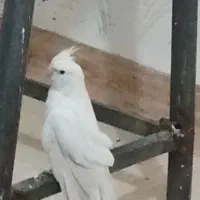 فروش جفت عروس هلندی البینو ۸ماهه