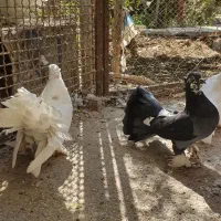 نر درشت و چاقچول|پرنده|قم, چهار مردان|دیوار