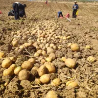 فروش انواع سیب زمینی