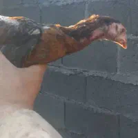 چهارتا جوجه لار|حیوانات مزرعه|بندر انزلی, لیچارگی حسن رود|دیوار