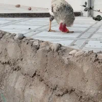 خروس محلی در حمیدیه|حیوانات مزرعه|حمیدیه, |دیوار