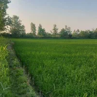 ۱۲هزار متر شالیزار سنتی دارای نسخ