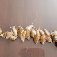 حلزون|خزنده|کاشان, راوند|دیوار