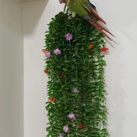 گرینچیک|پرنده|پرند, فاز ۲|دیوار