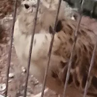 جوجه سهره|پرنده|تهران, اسفندیاری|دیوار