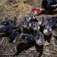 اوردک ژاپنی یه ماه نیم