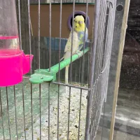 مرغ عشق مولد درشت و کشیده و رینبو رنگ خاص