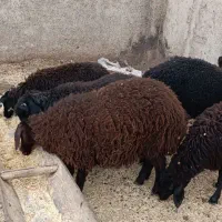بره نرو ماده