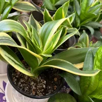 گل های آپارتمانی|گل و گیاه طبیعی|رشت, فلسطین|دیوار