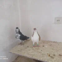 چپ سیاه غرقاب گل