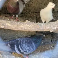 کبوتر پرشی باکیفیت|پرنده|بابل, |دیوار