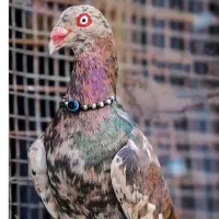 کانال روبیکا ثبت آگهی شما پرندگان