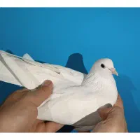 کبوتر کفتر سفید مهر|پرنده|فردیس, فردیس|دیوار