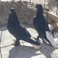 نرمایه ذاغدمسفید