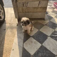 سگ خانگی|سگ|بندر گناوه, |دیوار