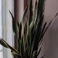 برگ انجیری و سانسوریا ابلق|گل و گیاه طبیعی|هشتگرد, خور|دیوار