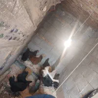 مرغ مرندی ،محلی ، لهستانی|حیوانات مزرعه|صوفیان, |دیوار