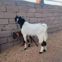 نری پاکستانی چاق اصیل مناسب کشتن و مالداری