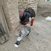 بوقلمون نر و ماده امریکایی