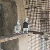 جفت طوقی درجه یک نر زیره ای ماده اجری خال قهوه ای